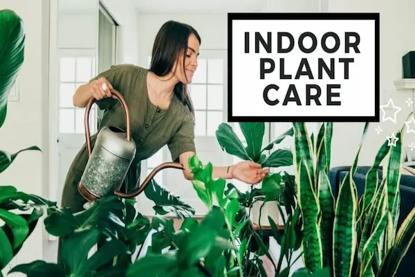 Indoor Plant Care: Keep Your Houseplants Alive and Thriving!