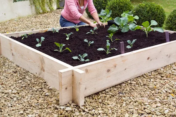 Build a Raised Garden Bed: Beginner’s Guide for Vegetables