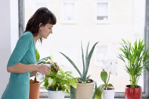 houseplant therapy benefits at home